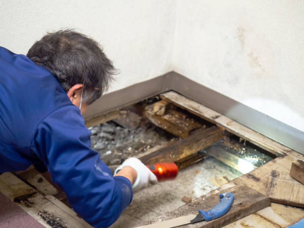 Best Mold Removal Process  in Gibsonville, NC