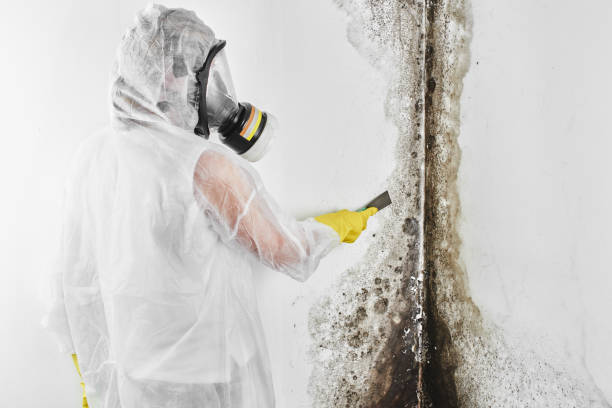 Best Fast Mold Removal  in Gibsonville, NC