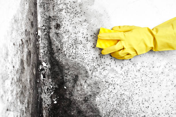 Home Mold Removal in Gibsonville, NC