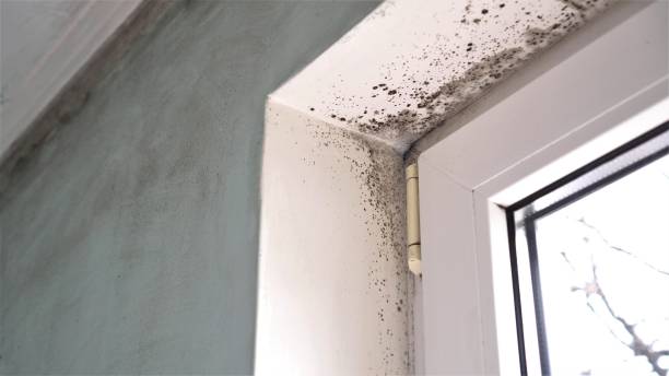 Best Office Mold Removal Services  in Gibsonville, NC