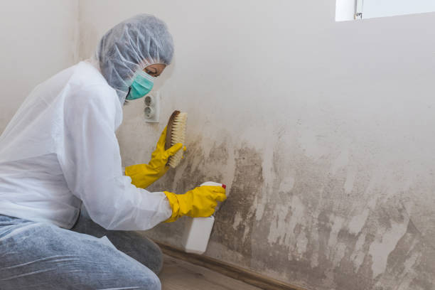 Best Black Mold Removal  in Gibsonville, NC
