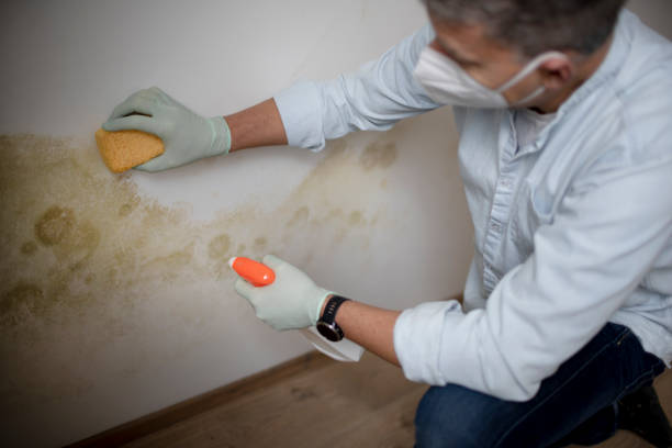 Best Mold Removal Company Near Me  in Gibsonville, NC