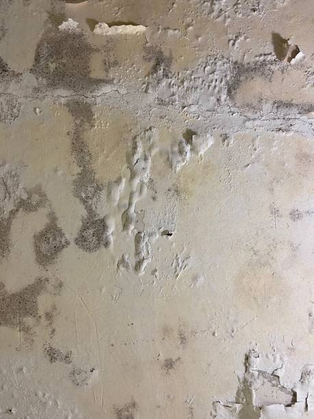 Mold Removal Process in Gibsonville, NC