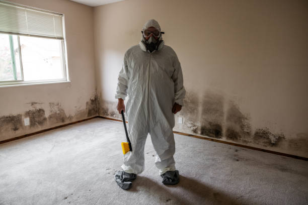 Best Attic Mold Removal  in Gibsonville, NC