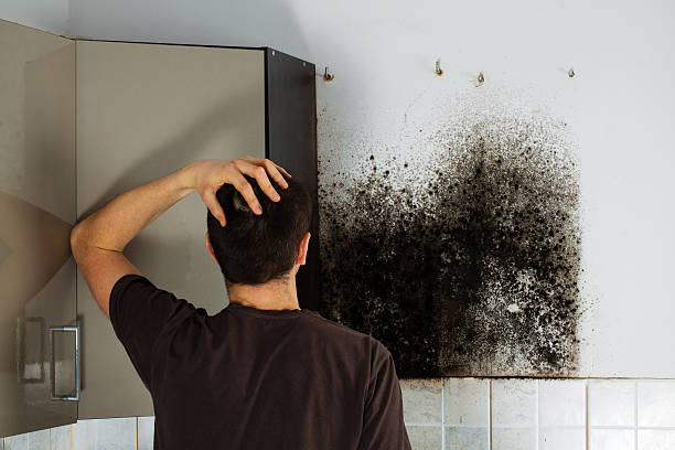 Best Mold Removal Specialists  in Gibsonville, NC