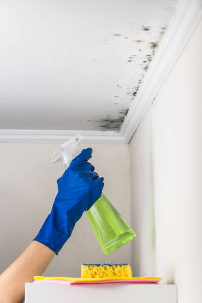 Best Toxic Mold Removal  in Gibsonville, NC